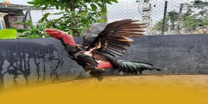 Chương trình thưởng khủng dành cho cộng đồng tại GOOD88 Chương trình thưởng khủng dành cho cộng đồng tại GOOD88